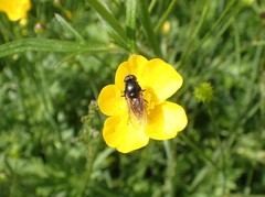 Cheilosia albitarsis