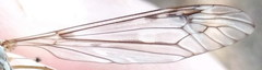 Tipula scripta