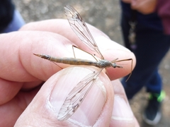 Tipula scripta