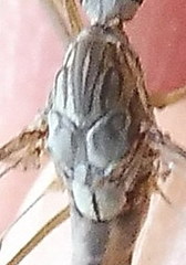 Tipula scripta