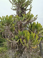 Euphorbia triangularis