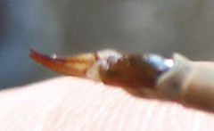 Tipula scripta