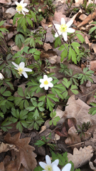 Anemonoides nemorosa
