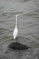 Ardea alba