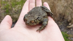 Bufo bufo