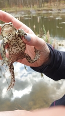Bufo bufo