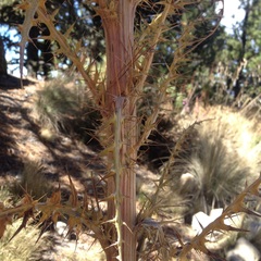 Cirsium nivale
