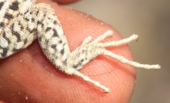 Pedioplanis burchelli