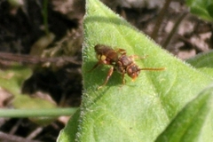 Nomada
