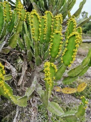 Euphorbia triangularis