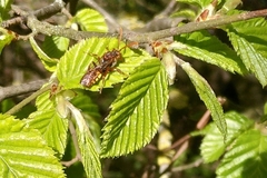 Nomada
