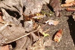 Nomada