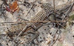 Pedioplanis burchelli