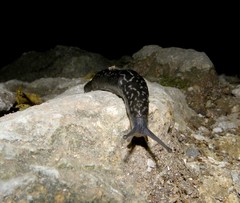 Limax subalpinus