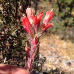 Castilleja hirsuta
