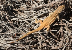 Pedioplanis burchelli