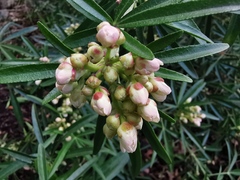 Choisya ×dewitteana