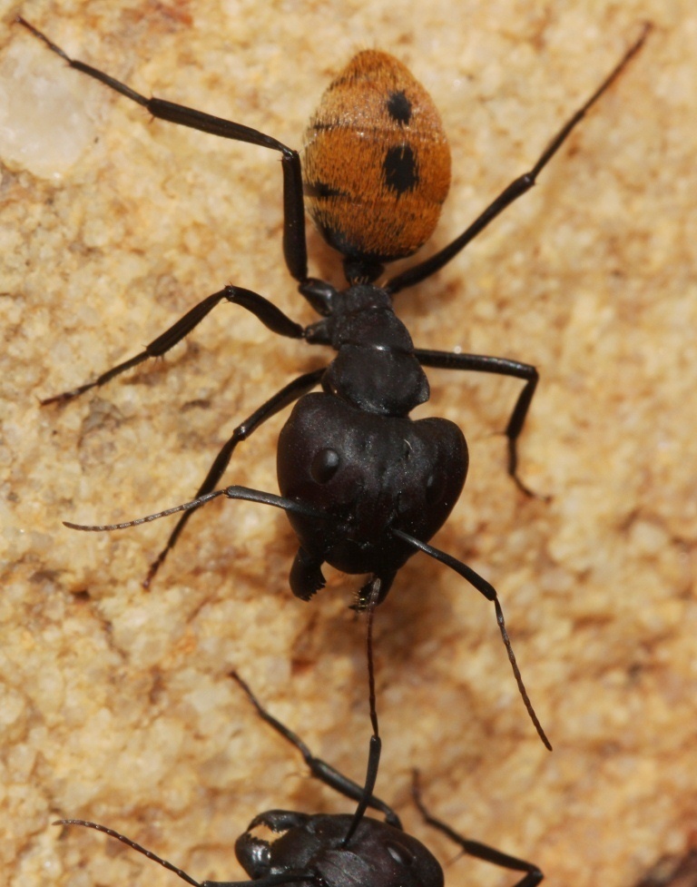 Balbyter Sugar Ants