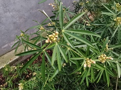 Choisya ×dewitteana