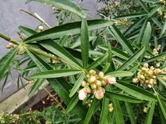 Choisya ×dewitteana