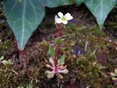 Saxifraga tridactylites