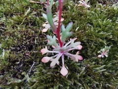 Saxifraga tridactylites