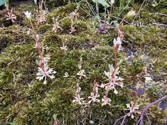 Saxifraga tridactylites
