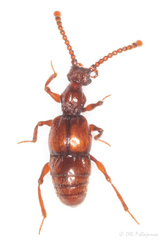 Batrisus formicarius