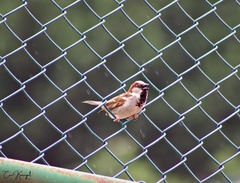 Passer domesticus