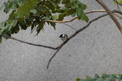Pycnonotus sinensis