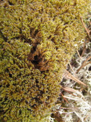 Racomitrium microcarpon