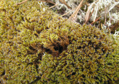 Racomitrium microcarpon