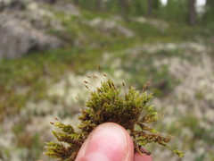 Racomitrium microcarpon