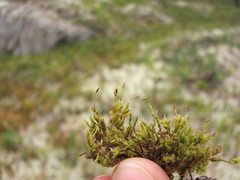 Racomitrium microcarpon