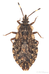 Aradus ribauti