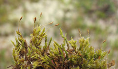 Racomitrium microcarpon