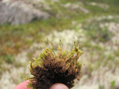 Racomitrium microcarpon