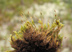 Racomitrium microcarpon