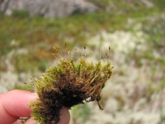 Racomitrium microcarpon