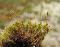 Racomitrium microcarpon