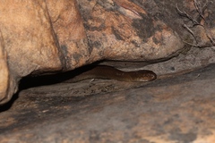 Lycodonomorphus rufulus