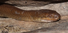 Lycodonomorphus rufulus