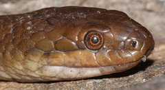 Lycodonomorphus rufulus