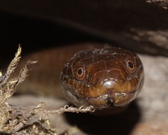 Lycodonomorphus rufulus