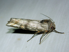 Lithomoia germana