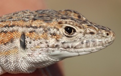 Pedioplanis burchelli