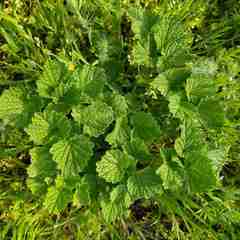 Marrubieae