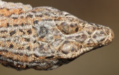 Pedioplanis burchelli