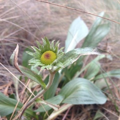 Hymenoxys integrifolia