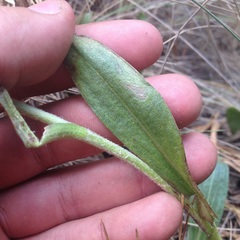 Hymenoxys integrifolia